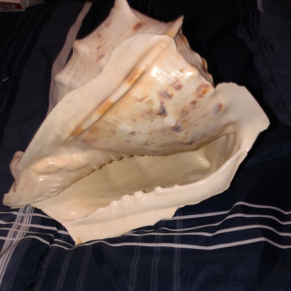 🐚 shell - Picture 3 of 3